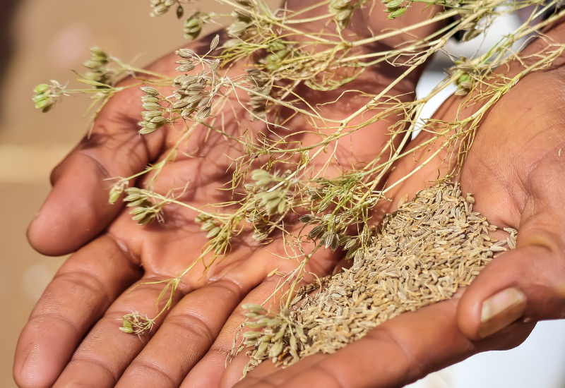 Aromiqe cumin seeds plant - Authentic Indian Spices Online
